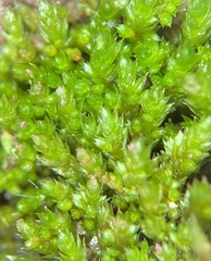 Bryum dichotomum