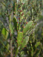 Exocarpos neocaledonicus