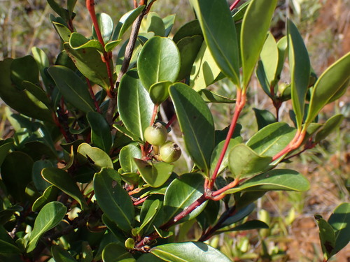 Longetia buxoides · iNaturalist