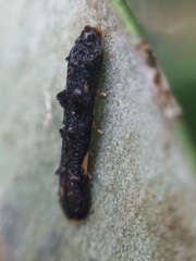 Microcolona
