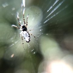 Cyclosa argenteoalba