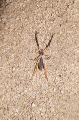 Ammotrechidae