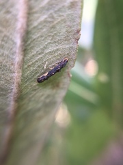 Microcolona