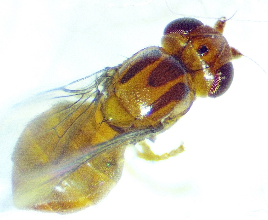 Thaumatomyia pulla