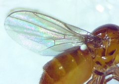 Thaumatomyia pulla