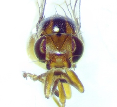 Thaumatomyia pulla