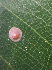 Chrysomphalus pinnulifer