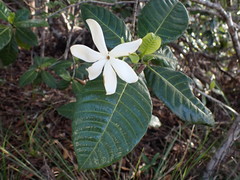 Gardenia aubryi