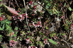 Pimelea alpina