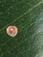 Chrysomphalus pinnulifer