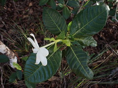 Gardenia aubryi