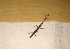 Eubactrus semiaeneus