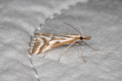 Sedenia rupalis