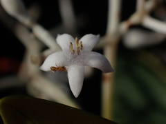 Psychotria rupicola