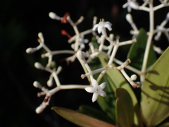 Psychotria rupicola