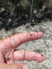 Agalinis edwardsiana