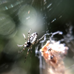 Cyclosa argenteoalba