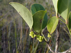 Phyllanthus aeneus