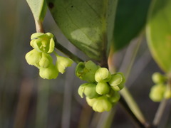 Phyllanthus aeneus