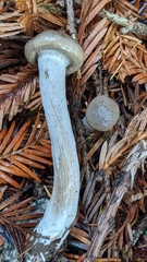 Tephroleuci