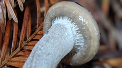 Tephroleuci