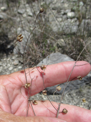 Agalinis edwardsiana