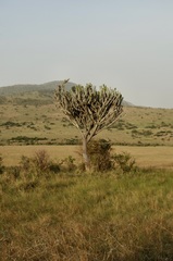 Euphorbia ingens image