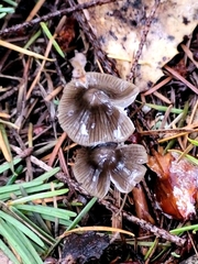 Mycena quiniaultensis