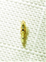 Erythroneura octonotata