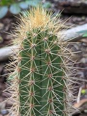 Pilosocereus robinii
