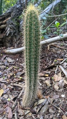 Pilosocereus robinii