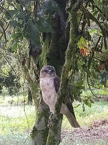 Hawaiian Hawk photographed in Hawaii