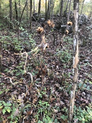 Verbesina occidentalis