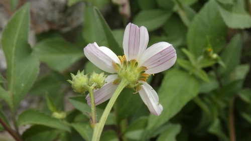 Romerillo (Bidens alba)