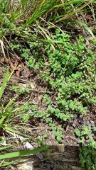 Euphorbia orbiculata