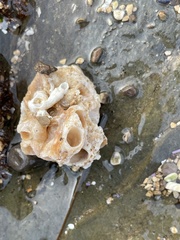 Vermetoidea