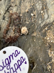 Vermetoidea