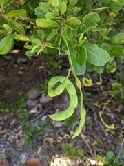 Pithecellobium keyense