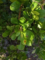 Pithecellobium keyense