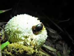 Lycoperdina ferruginea