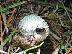 Lycoperdina ferruginea