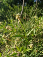 Alternanthera flavescens