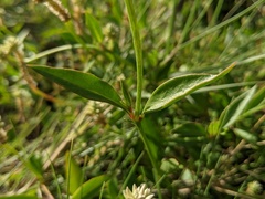 Alternanthera flavescens