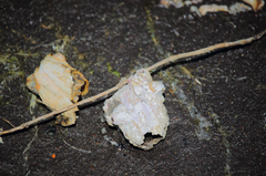 Austromegabalanus psittacus