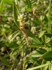 Alternanthera flavescens
