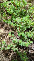 Euphorbia orbiculata
