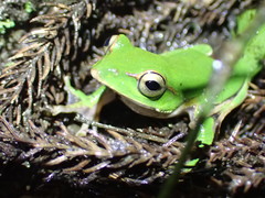 Zhangixalus prasinatus