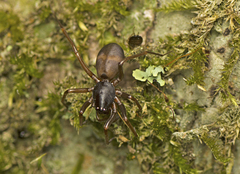 Centsymplia glorious