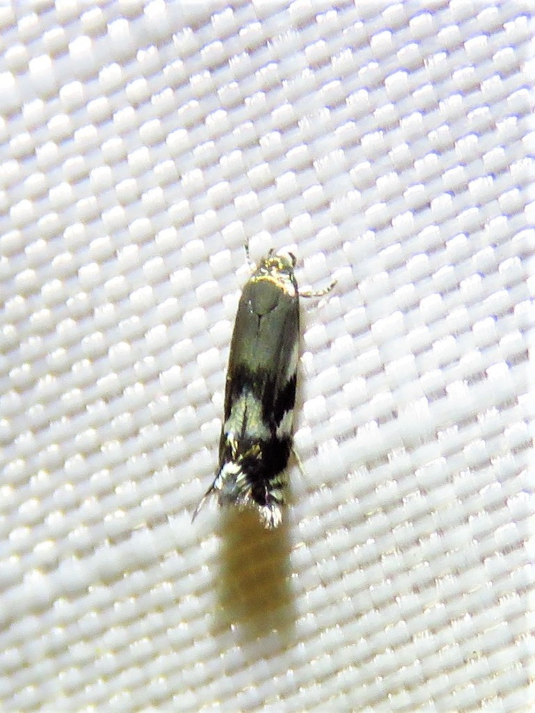 Elachista brachyelytrifoliella