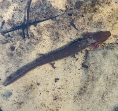 Necturus mounti